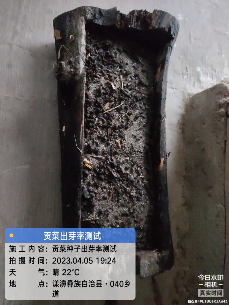 贡菜种子安徽省农科院种子绿皮绿心放心购买技术指导成品回收