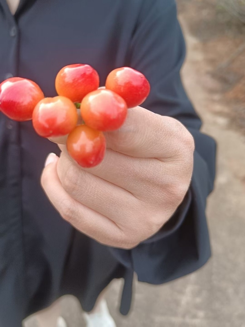 夕阳红，水晶樱桃🍒