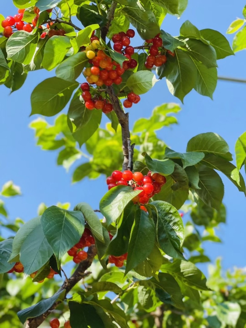 夕阳红，水晶樱桃🍒