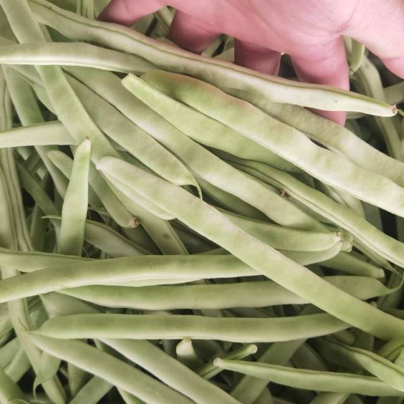 成武县白不老芸豆红豆油豆开始上量