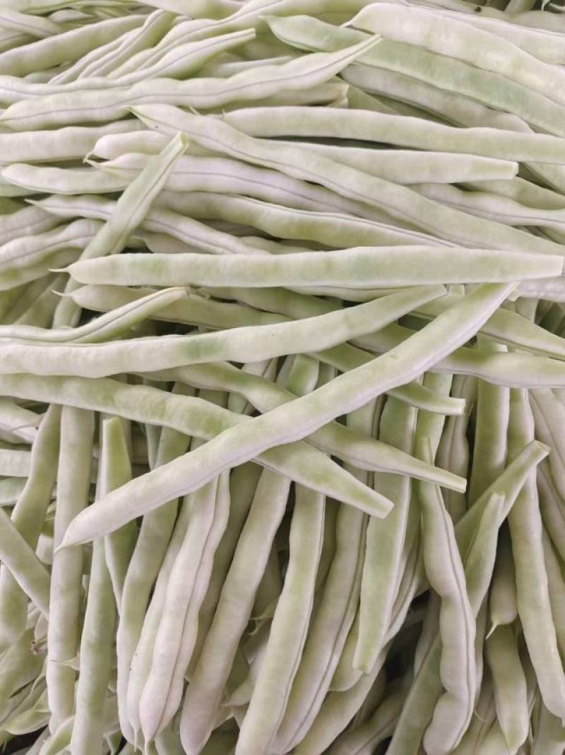 成武县白不老芸豆红豆油豆开始上量