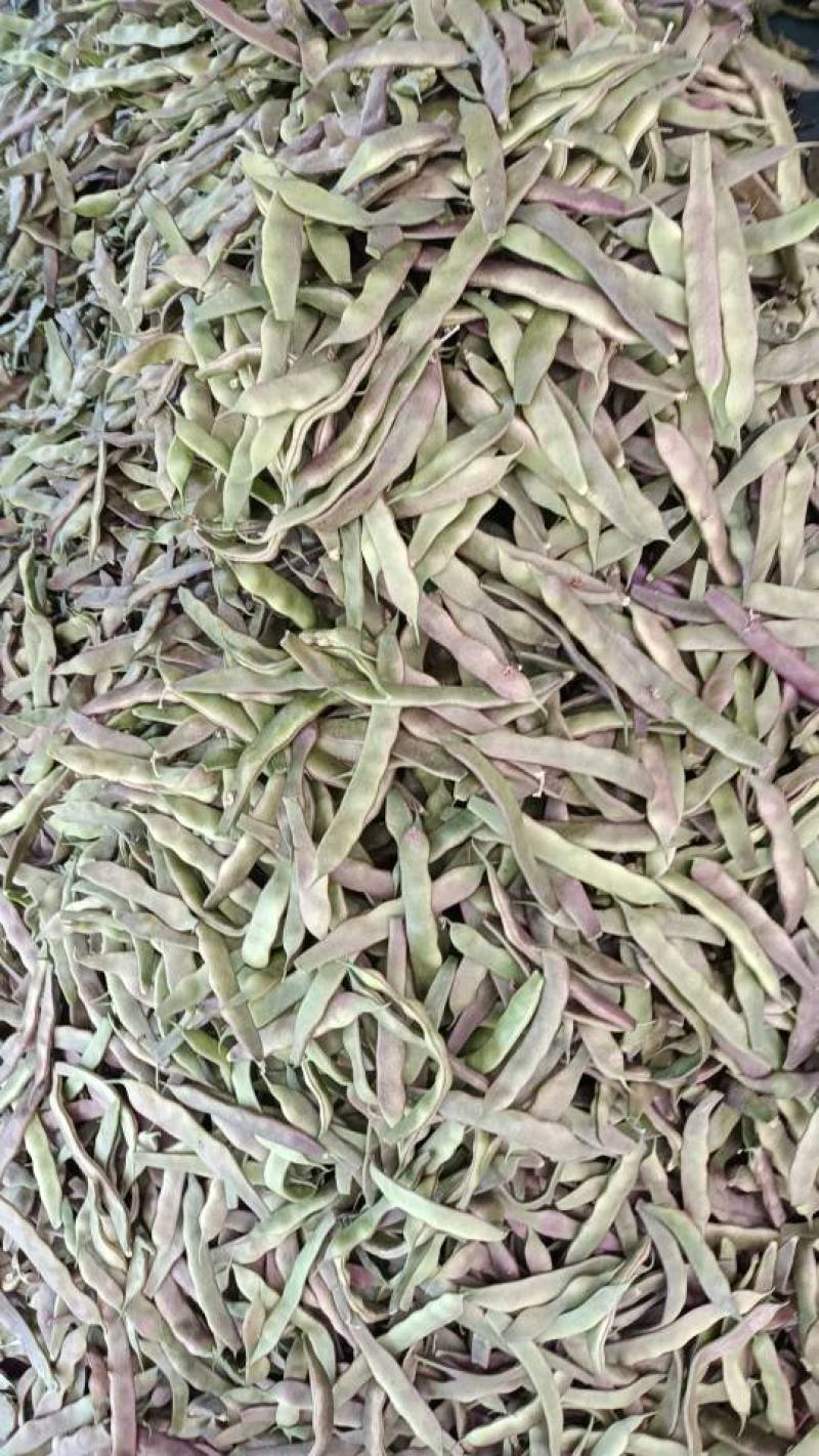 成武县白不老芸豆红豆油豆开始上量