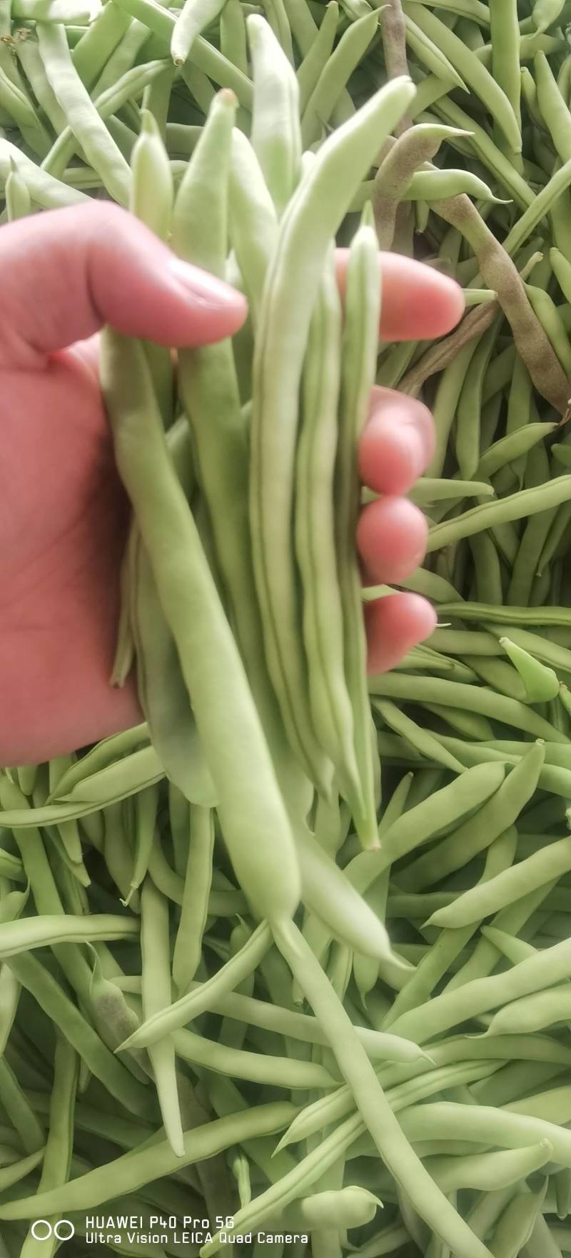 成武县白不老芸豆红豆油豆开始上量