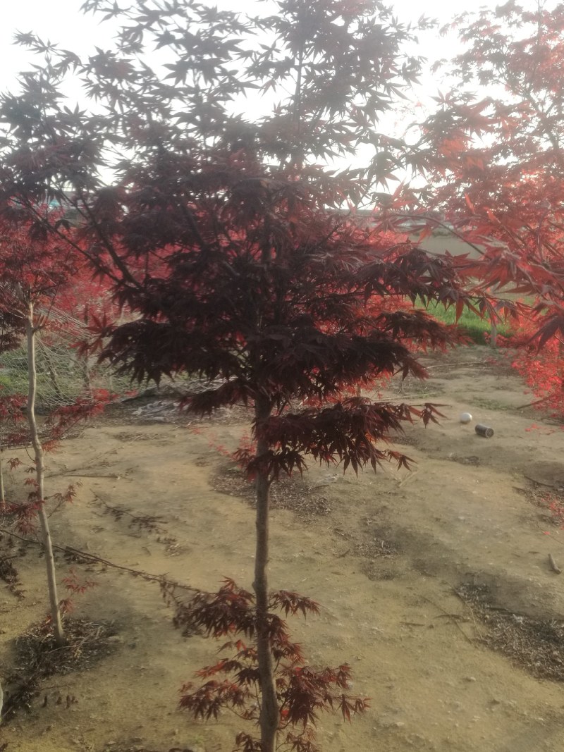 日本红枫
