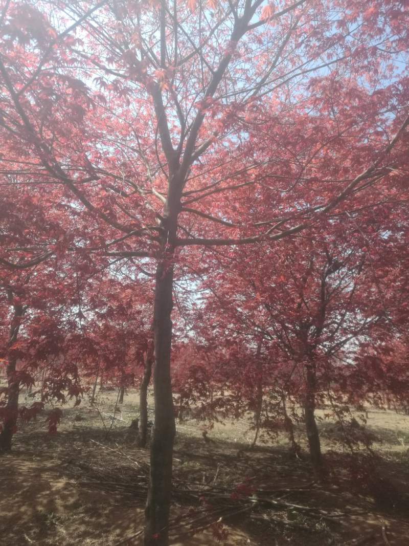 日本红枫