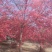 日本红枫