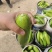 精品西葫芦大量供应，价格不贵，质量非常好，要的老板联系