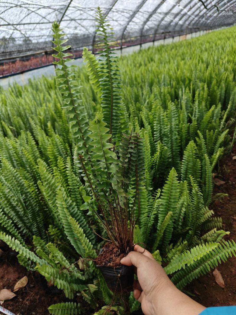 肾蕨，小杯中杯苗，自产自销，大量供应现货，欢迎各位老总来