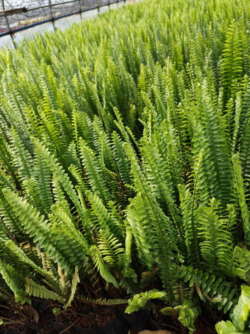 肾蕨，小杯中杯苗，自产自销，大量供应现货，欢迎各位老总来
