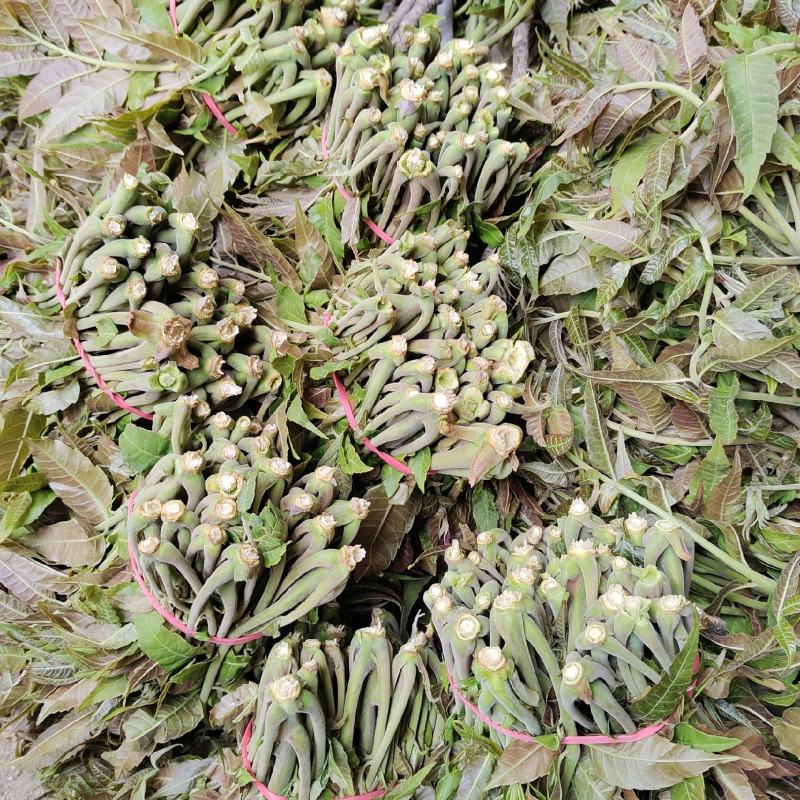 红芽香椿