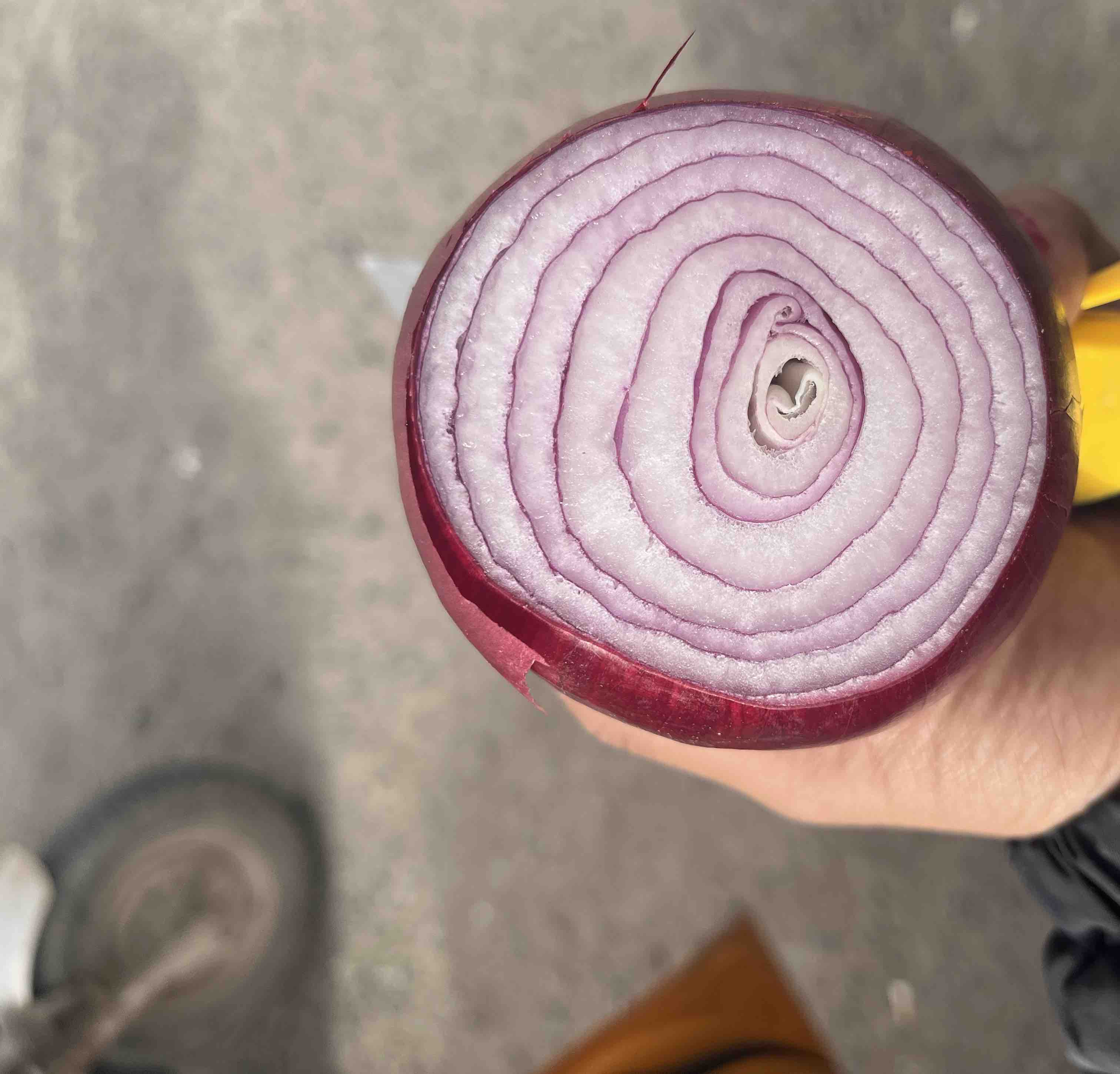 红皮洋葱切面图展示肉质结构