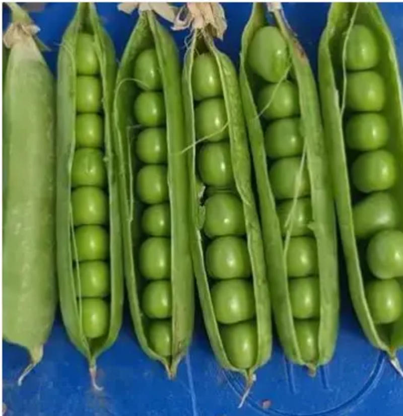 【豌豆】精品青豌豆大量上市产地直发供应各大市场电商