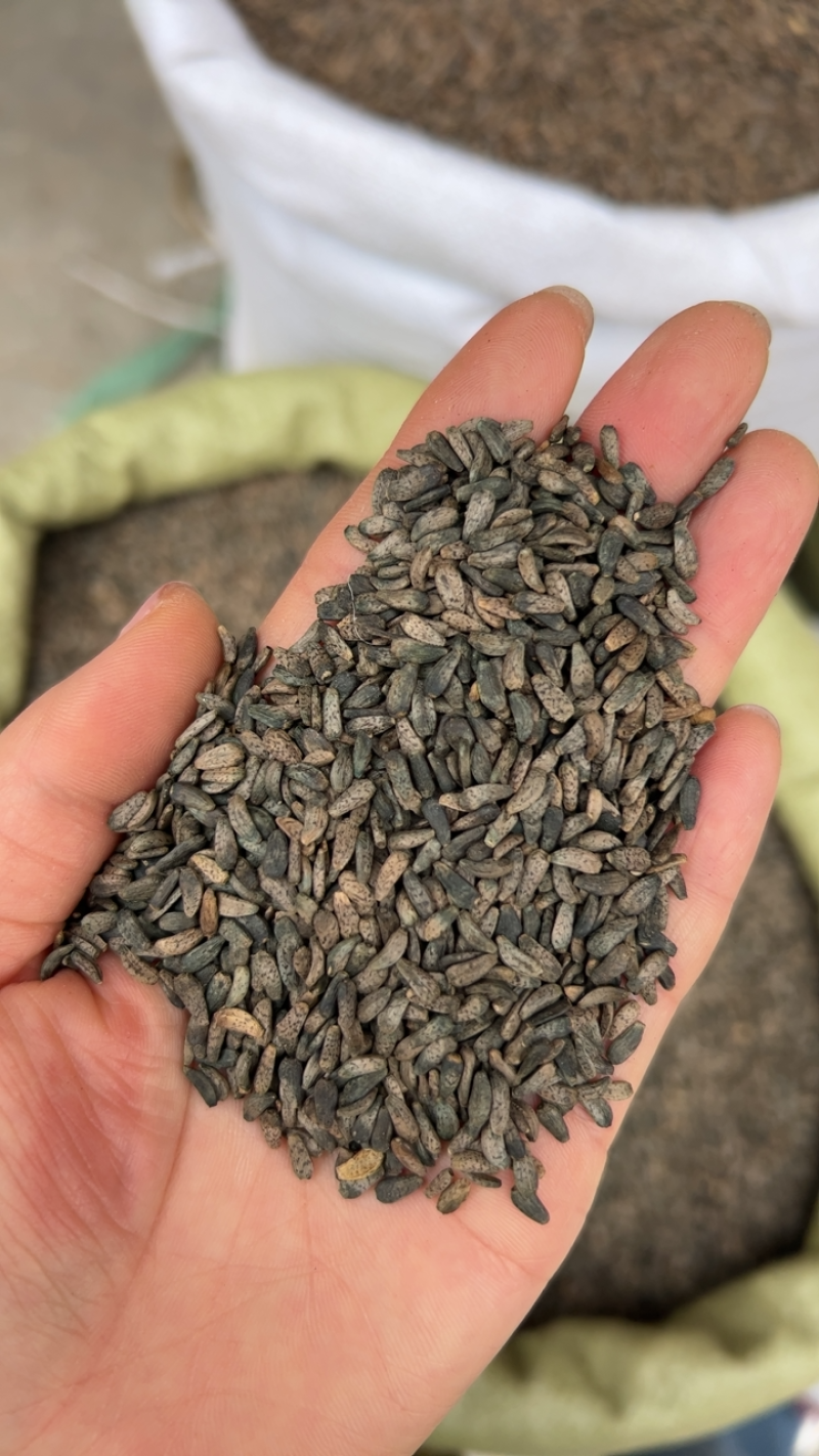 中药材牛子牛蒡子产地一手货源大货供应够含量包检各种零售