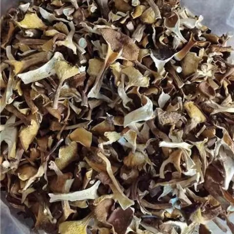 福建漳州猪肚菇干货大量上市，品质保证，全国发货，欢迎订购