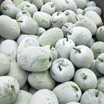 短水果，北京方向水果冬瓜一手货源量大从优