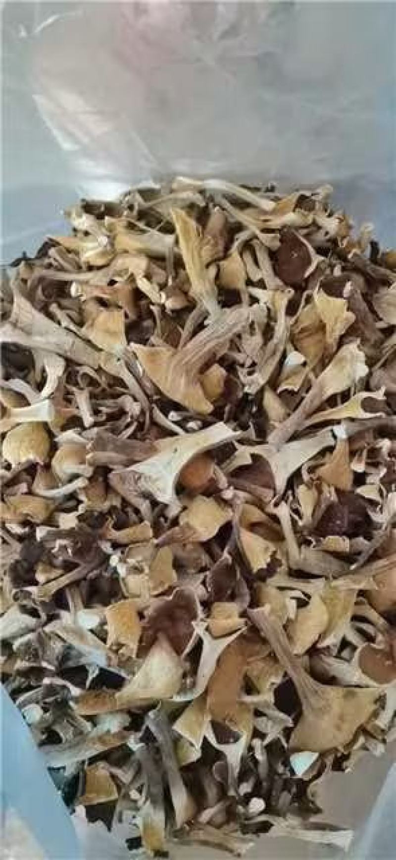 福建漳州猪肚菇干货大量上市，品质保证，全国发货，欢迎订购
