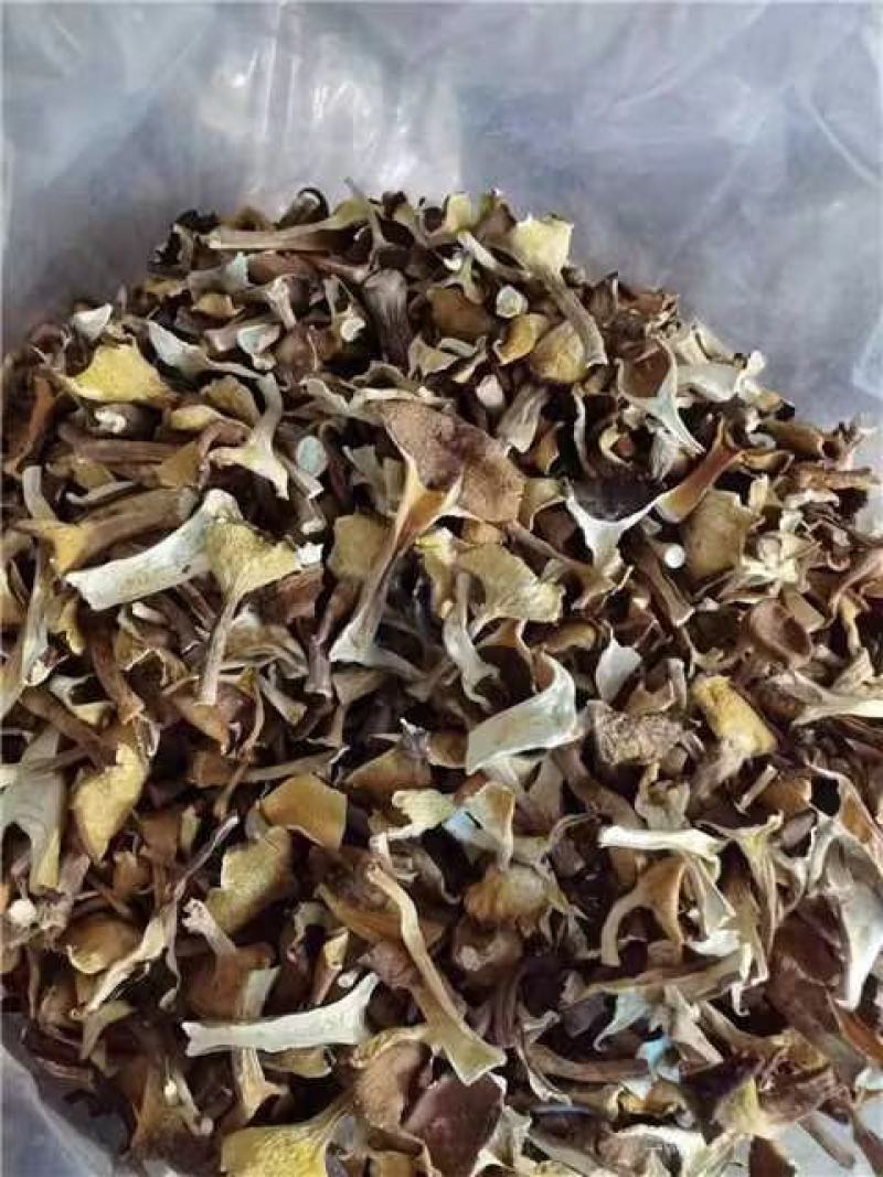 福建漳州猪肚菇干货大量上市，品质保证，全国发货，欢迎订购