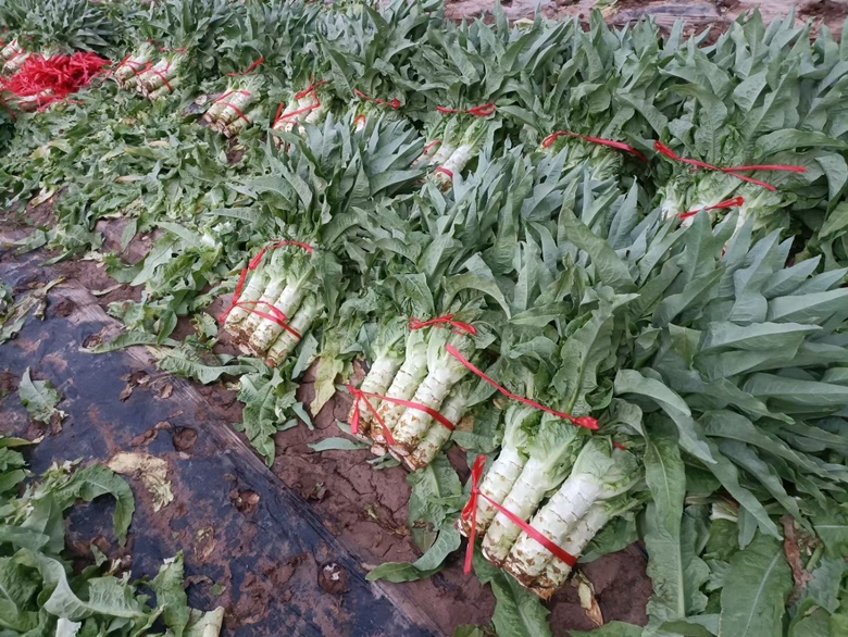 田间种植中的青皮莴笋幼苗