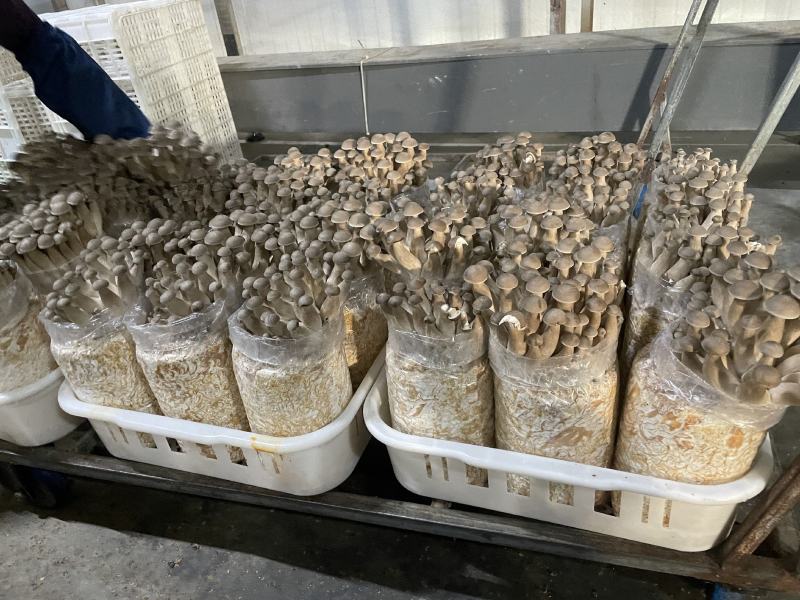 精品精选鹿茸菇干货批发新鲜煲汤好食材