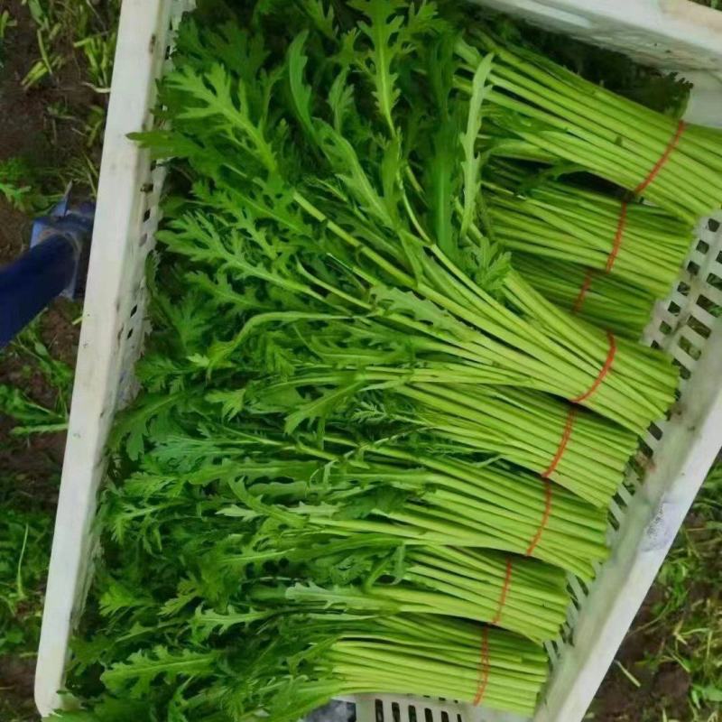【好货推荐】精品茼蒿菜，产地直发，全国供货，欢迎前来采购