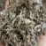 翻白草，产地河南，野生无杂，全国发货，大货供应
