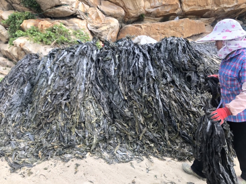 海带批发基地直发