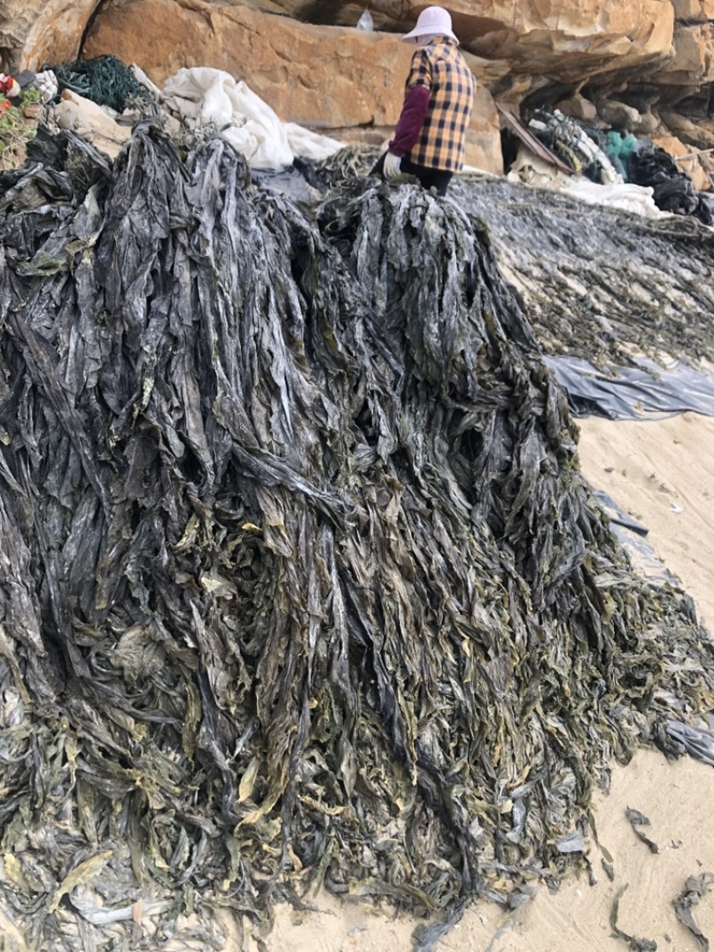 海带批发基地直发