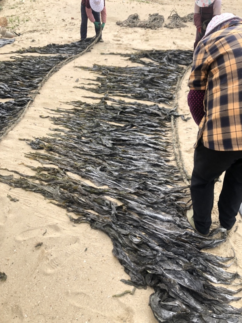 海带批发基地直发