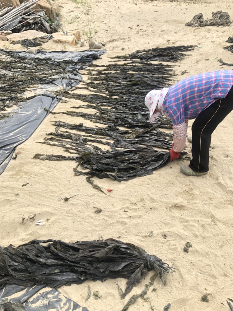 海带批发基地直发
