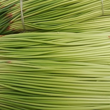 基地红帽蒜苔大量有货可代发全国