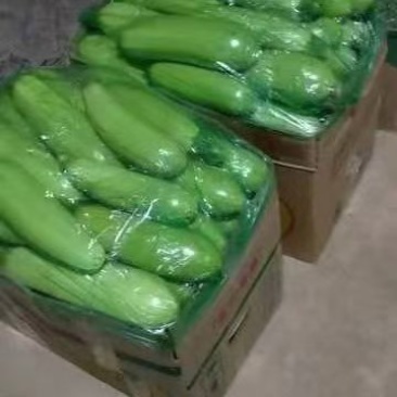 精品绿皮西葫芦精品绿皮西葫芦精品绿皮西葫芦精品绿皮西
