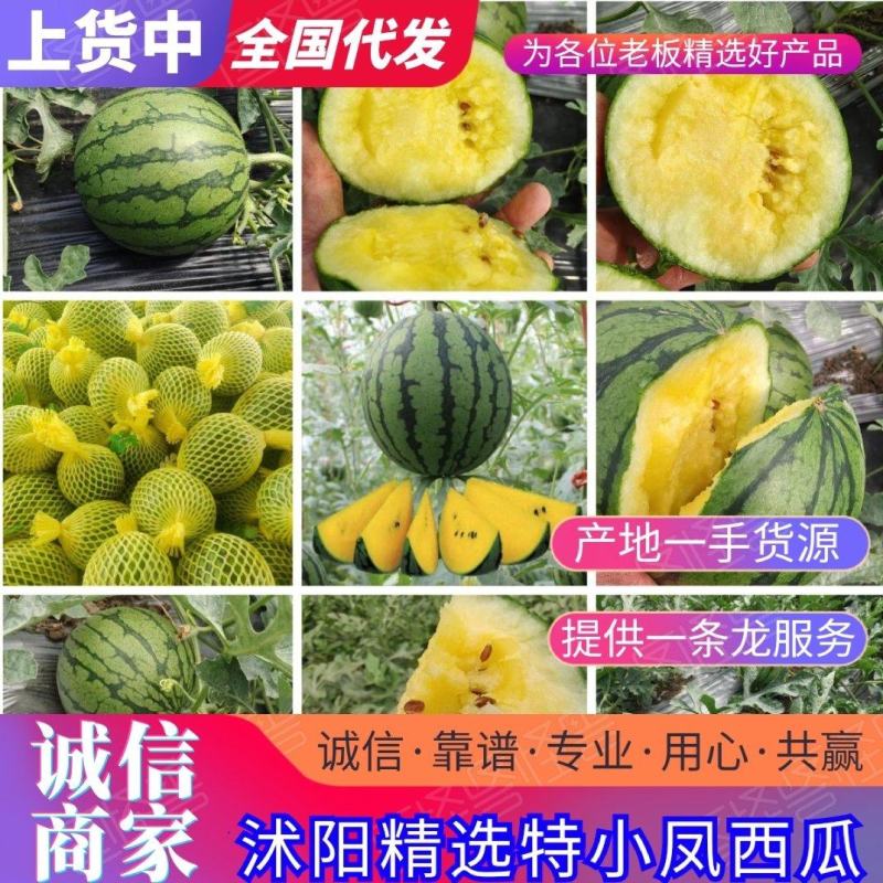 沭阳特小凤小吊瓜黄瓤瓜小糖丸吊瓜早熟高糖包熟甜