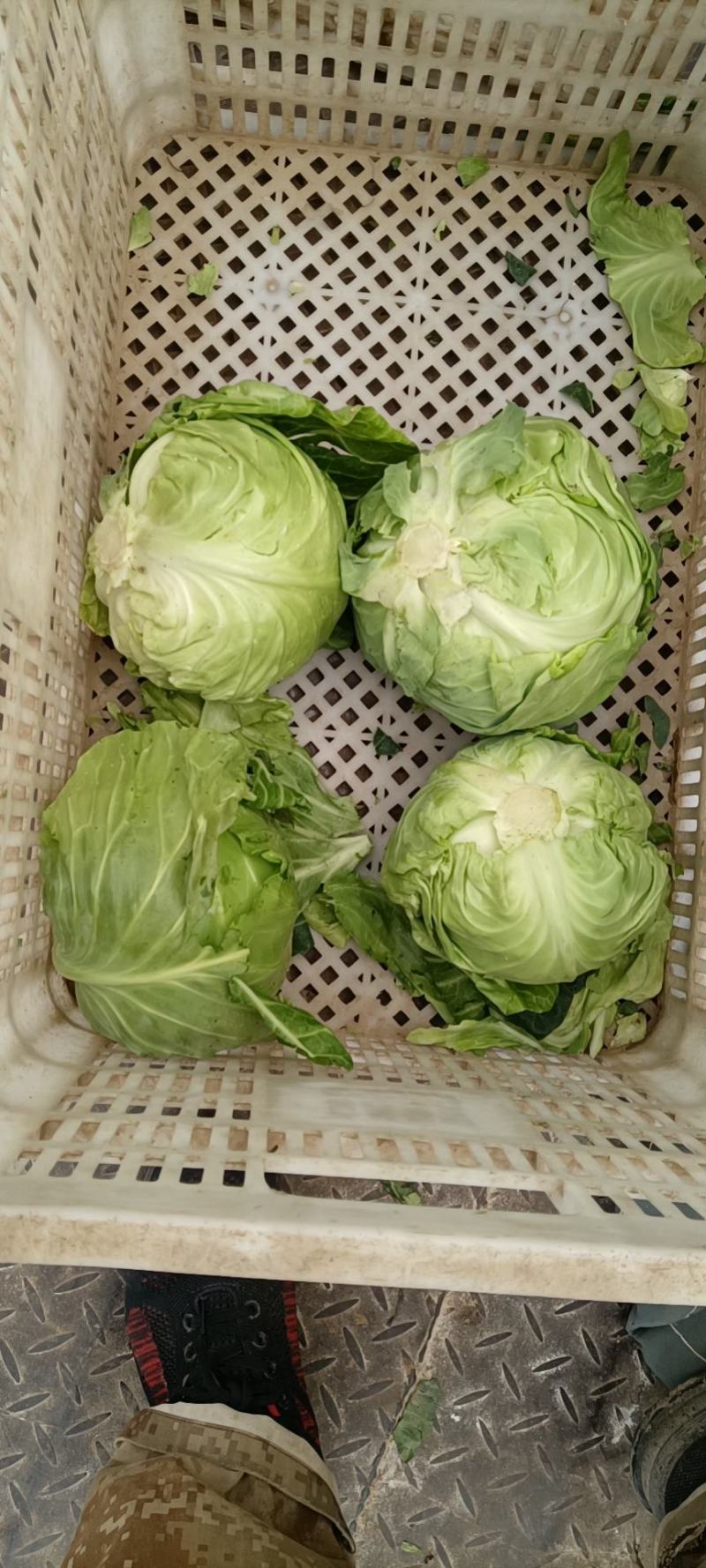 山东精品甘蓝菜大量上市中甘牛心白货源充足基地直发颜色绿