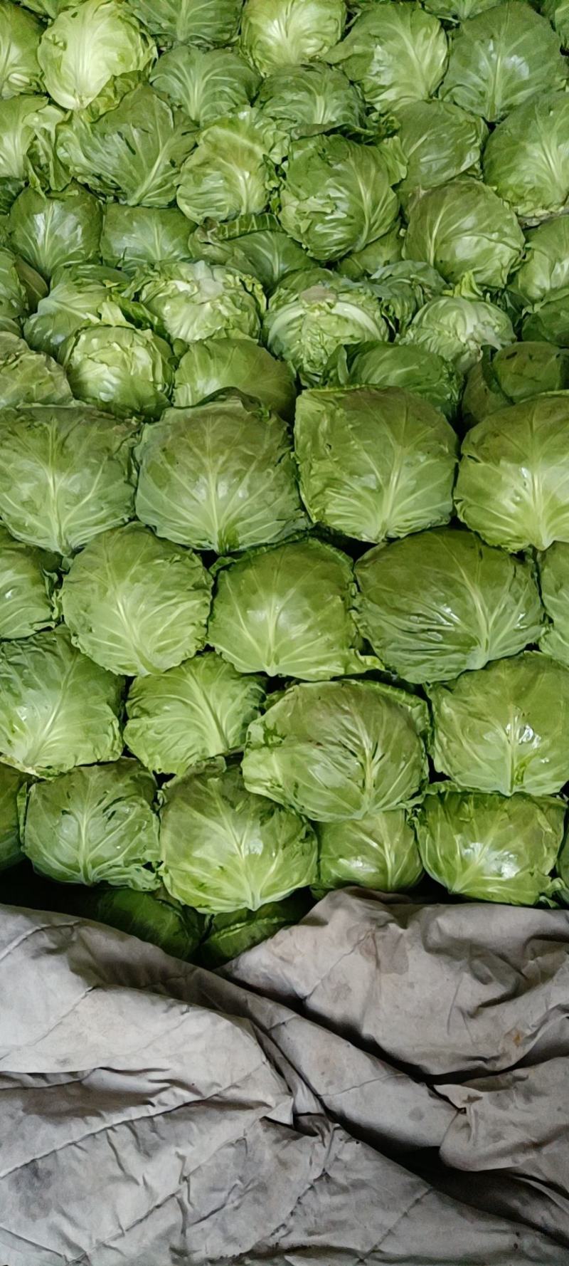 山东精品甘蓝菜大量上市中甘牛心白货源充足基地直发颜色绿