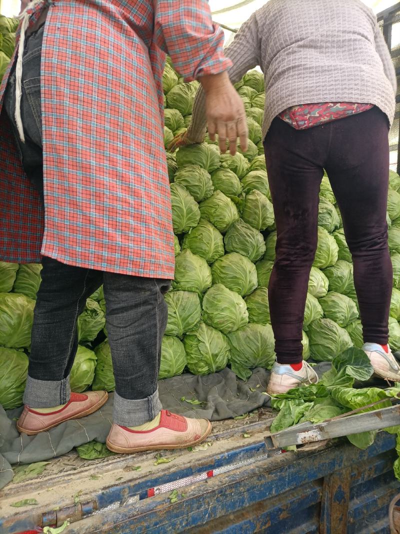山东精品甘蓝菜大量上市中甘牛心白货源充足基地直发颜色绿