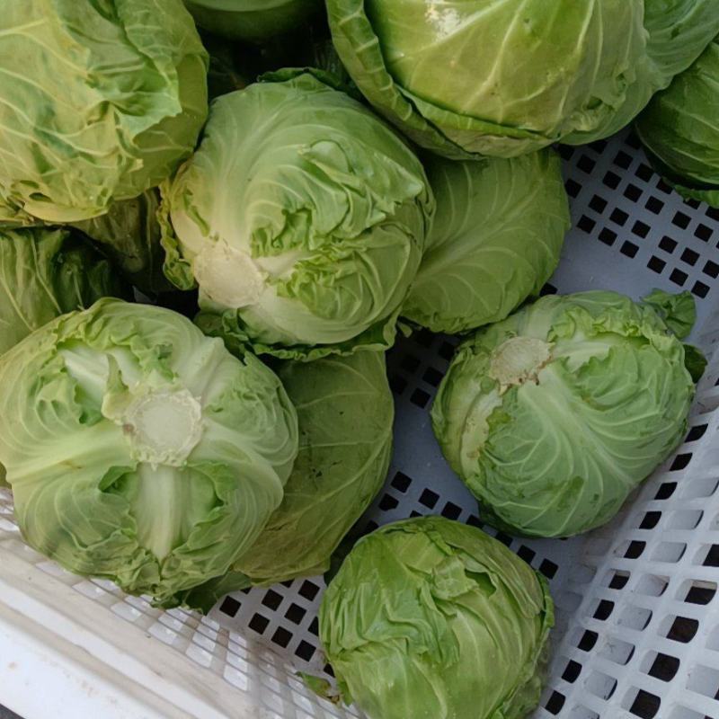 山东精品甘蓝菜大量上市中甘牛心白货源充足基地直发颜色绿