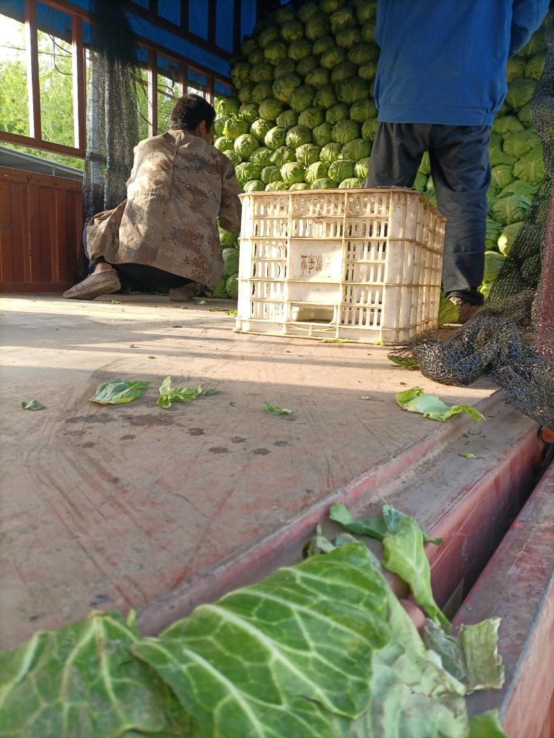 山东精品甘蓝菜大量上市中甘牛心白货源充足基地直发颜色绿