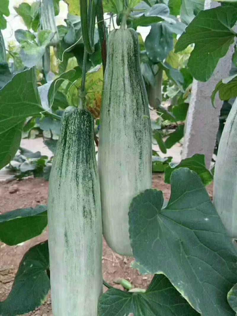 实力供货，甜瓜……来来来…………………………………
