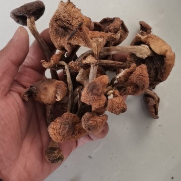 东北黑龙江野生榛蘑小蘑菇丁纯野生榛蘑东北蘑菇