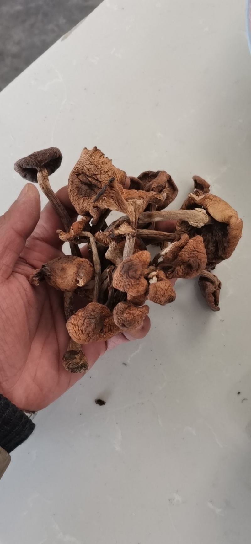 东北黑龙江野生榛蘑小蘑菇丁纯野生榛蘑东北蘑菇
