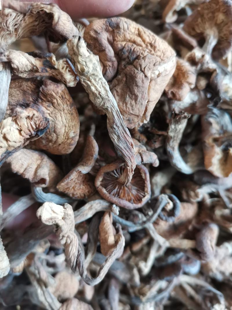 东北黑龙江野生榛蘑小蘑菇丁纯野生榛蘑东北蘑菇