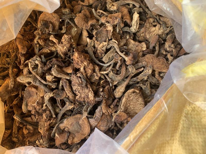 东北黑龙江野生榛蘑小蘑菇丁纯野生榛蘑东北蘑菇