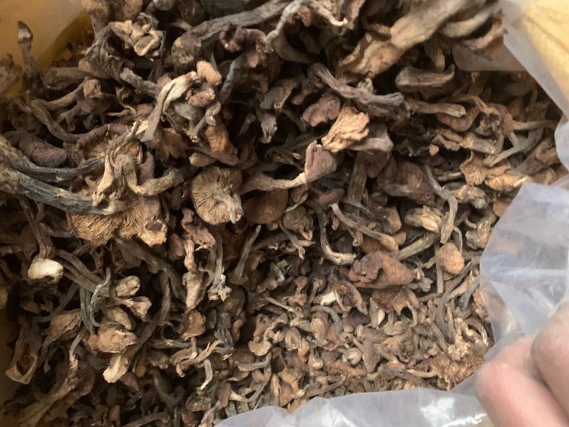东北黑龙江野生榛蘑小蘑菇丁纯野生榛蘑东北蘑菇