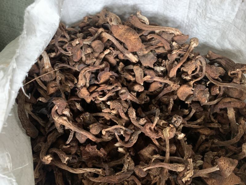 东北黑龙江野生榛蘑小蘑菇丁纯野生榛蘑东北蘑菇