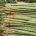 贡菜莴笋大量供应、产地直销、质量保证、欢迎采购