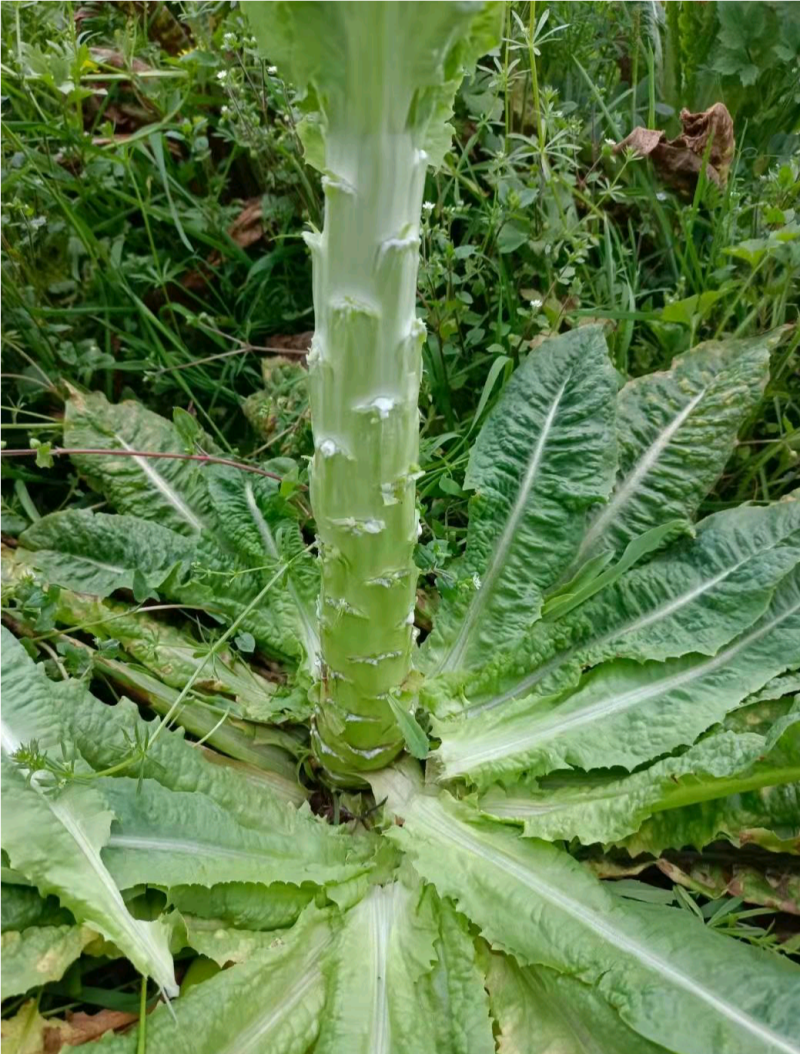 贡菜莴笋大量供应、产地直销、质量保证、欢迎采购