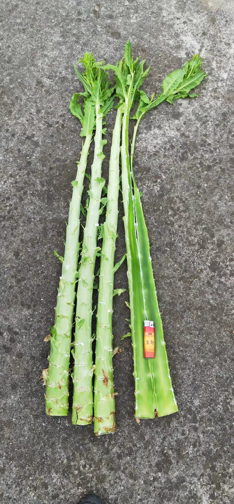 贡菜莴笋大量供应、产地直销、质量保证、欢迎采购