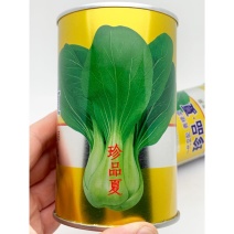珍品夏青梗菜种子耐热夏季上海青种子100克原装发货不拔节