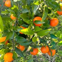 东方红蜜桔，货源充足稳定湖南蜜橘产地直发一手货源