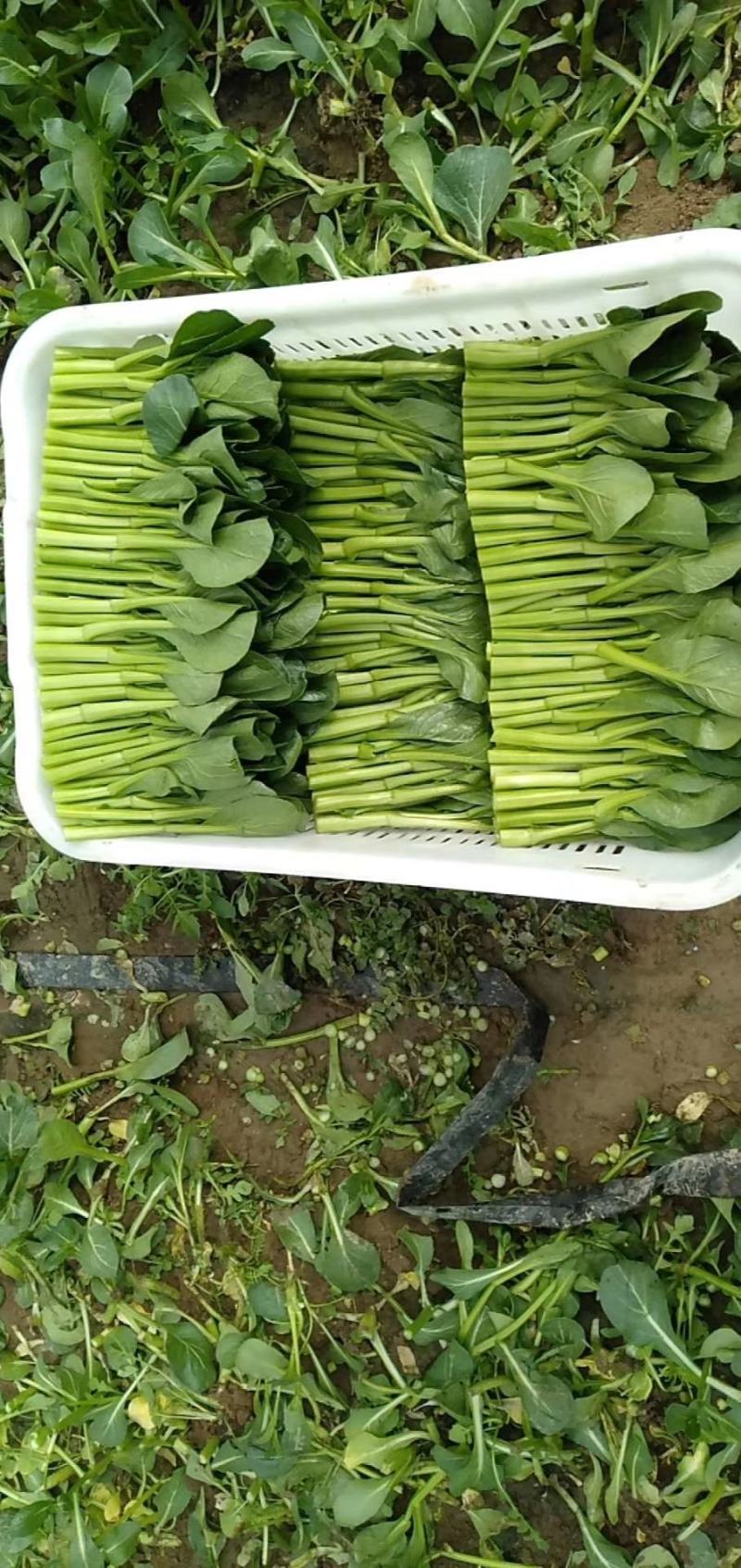 广东菜心